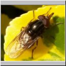 Rhingia campestris - Schnauzenschwebfliege m01.jpg